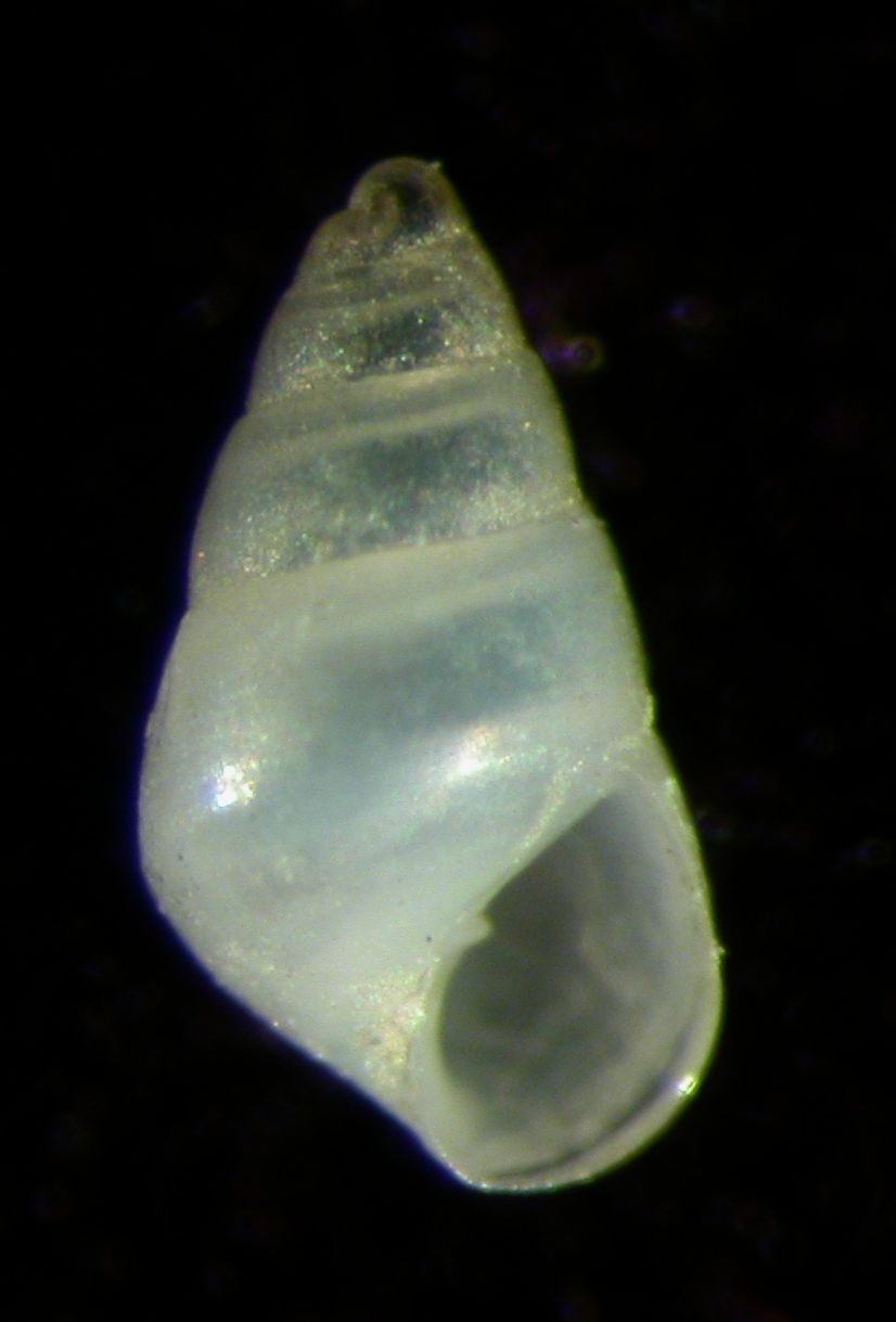 Odostomia conoidea?